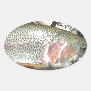 Rainbow trout oval sticker