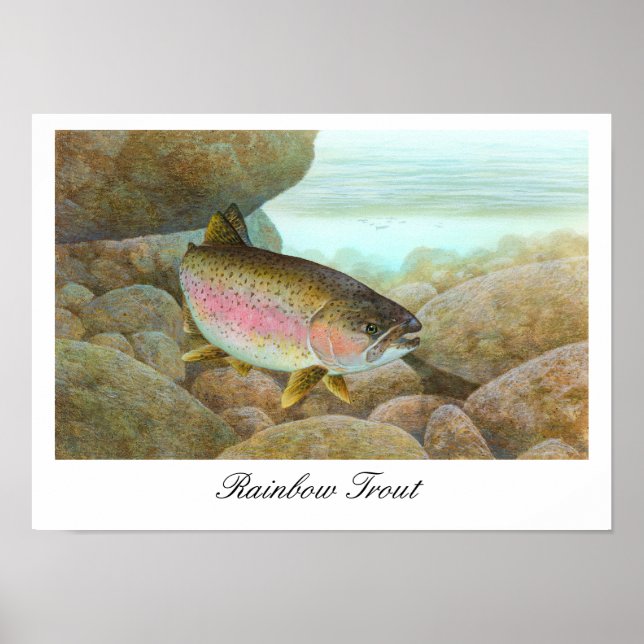 Rainbow Trout Painting Poster (Front)
