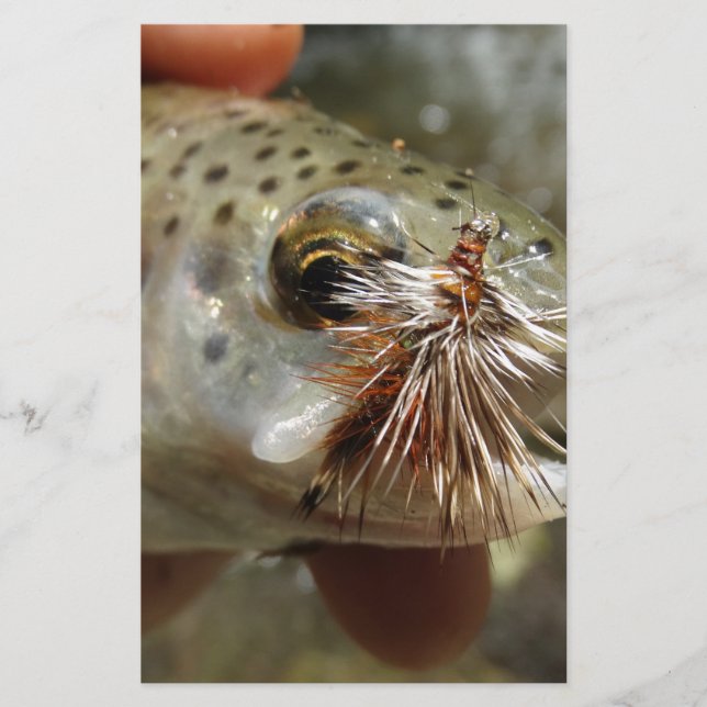 Rainbow Trout photo (Front)