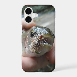 Rainbow Trout photo