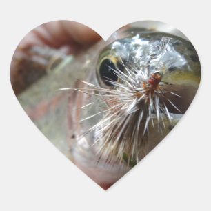 Rainbow Trout photo Heart Sticker