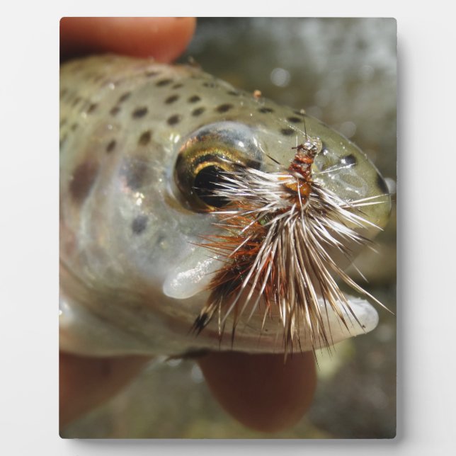 Rainbow Trout photo Plaque (Front)