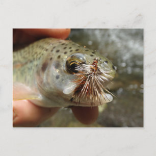 Rainbow Trout photo Postcard