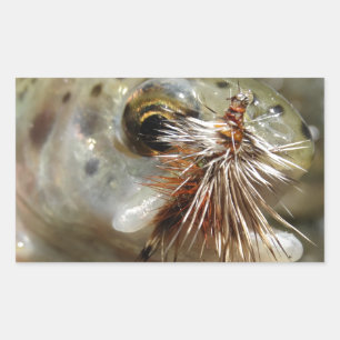 Rainbow Trout photo Rectangular Sticker