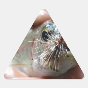 Rainbow Trout photo Triangle Sticker