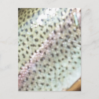 Rainbow trout postcard