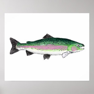 Rainbow Trout Poster