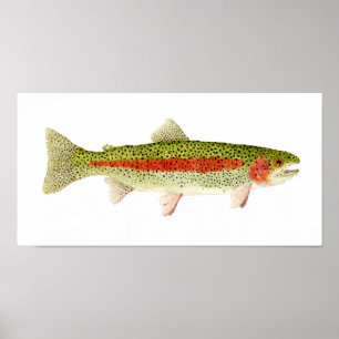 Rainbow Trout Poster