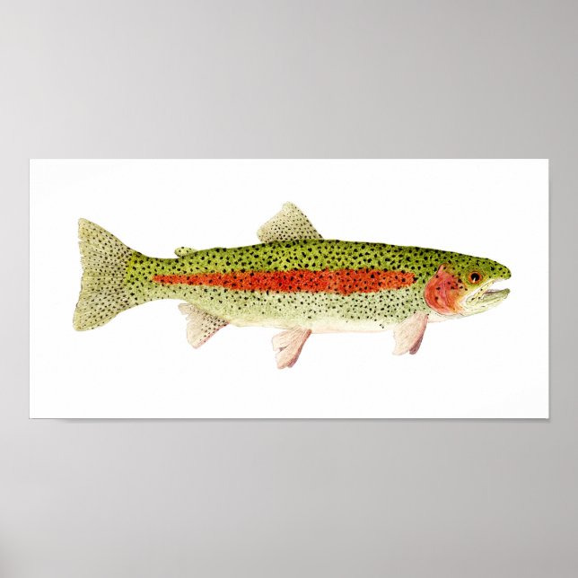 Rainbow Trout Poster (Front)