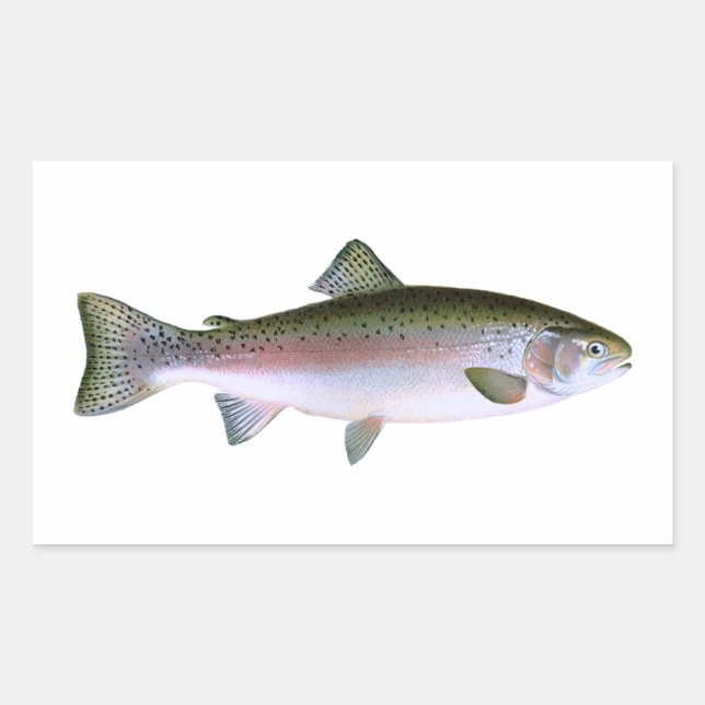 Rainbow Trout Rectangular Sticker (Front)