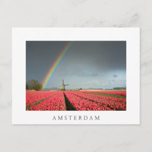 Rainbow, tulips and windmill Amsterdam postcard
