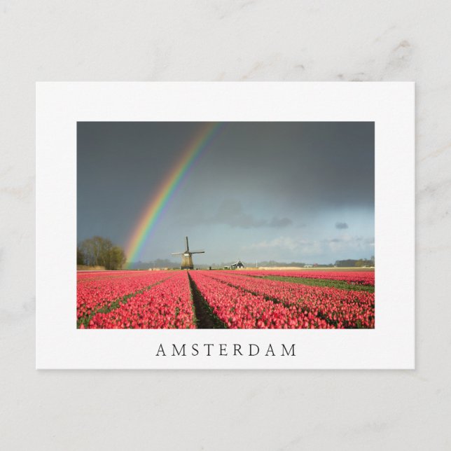 Rainbow, tulips and windmill Amsterdam postcard (Front)