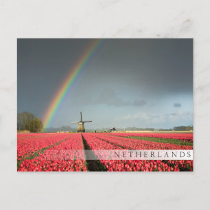 Rainbow, tulips and windmill bar postcard
