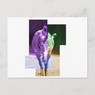 Rainbow Zebra Postcard