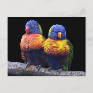Rainbows Postcard