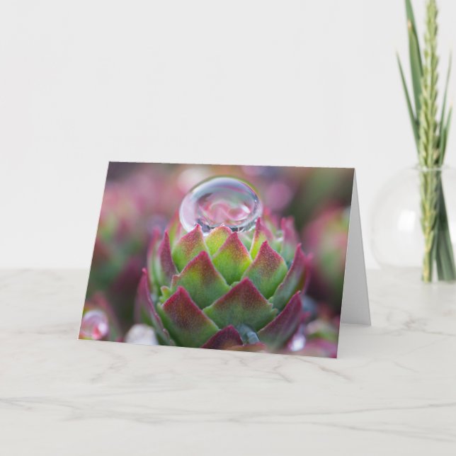 Raindrop on Succulent Card (Front)