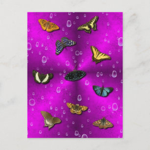 Raindrops and Butterfly on pink rainbow Postcard