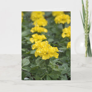 raindrops and marigold flower card