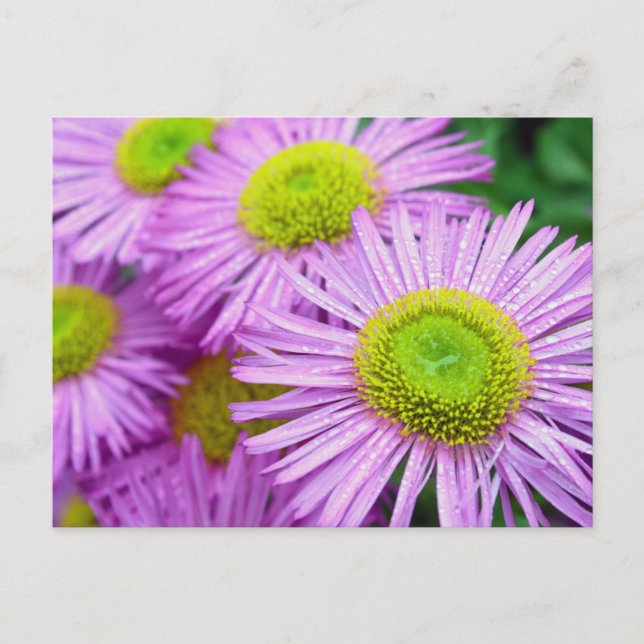 Raindrops on Asters Postcard (Front)