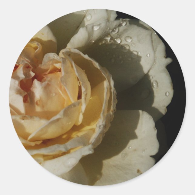Raindrops on Champagne cream White Rose floral Classic Round Sticker (Front)