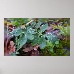 Raindrops on columbine flower , Aquilegia Poster