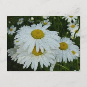 Raindrops on Daisies Wildflower Floral Postcard