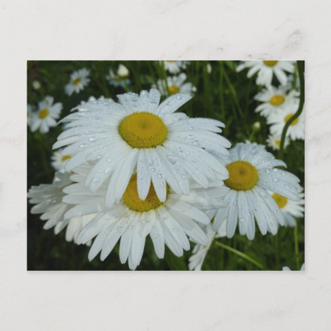 Raindrops on Daisies Wildflower Floral Postcard (Front)