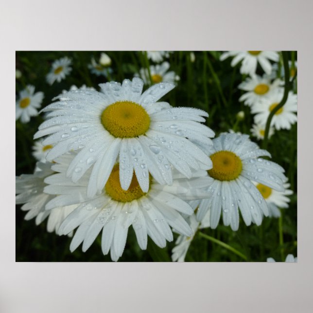 Raindrops on Daisies Wildflower Floral Poster (Front)