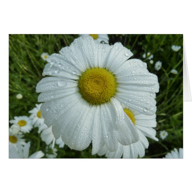 Raindrops on Daisy I Wildflower Floral (Front Horizontal)