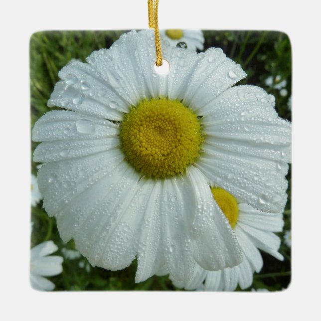 Raindrops on Daisy I Wildflower Floral Ceramic Ornament (Front)