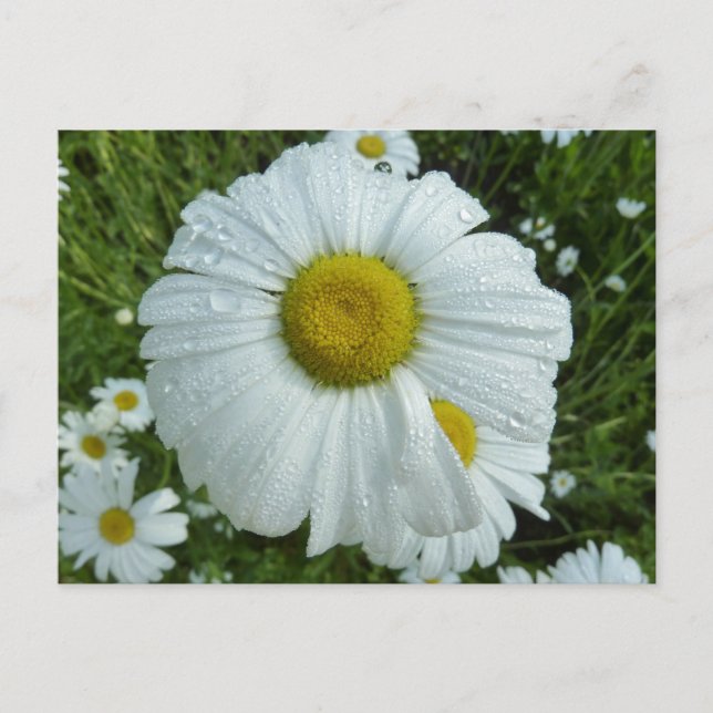 Raindrops on Daisy I Wildflower Floral Postcard (Front)