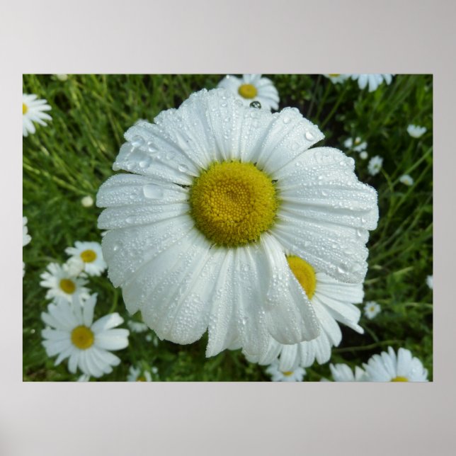 Raindrops on Daisy I Wildflower Floral Poster (Front)