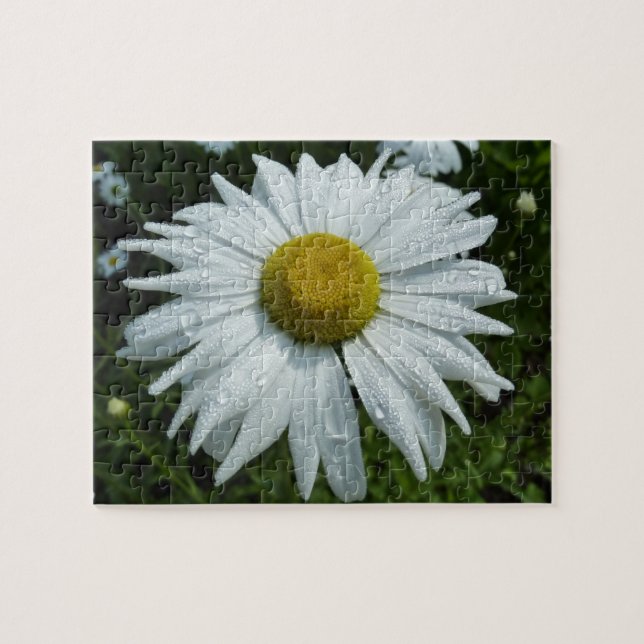 Raindrops on Daisy II Wildflower Floral Jigsaw Puzzle (Horizontal)