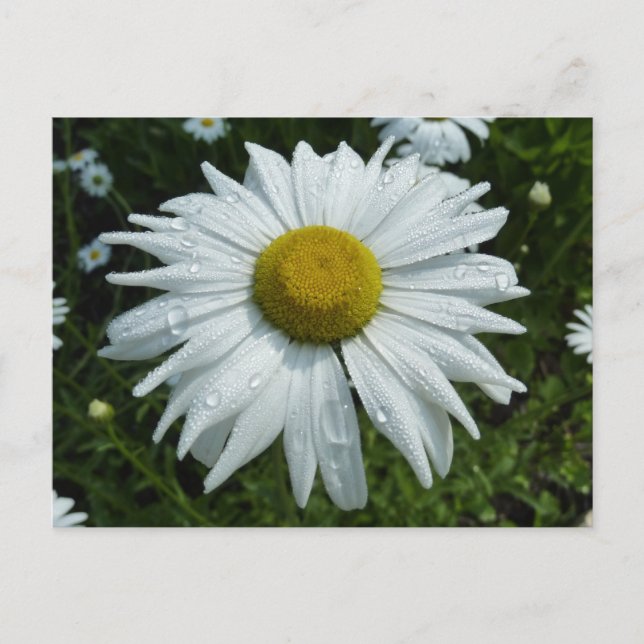 Raindrops on Daisy II Wildflower Floral Postcard (Front)