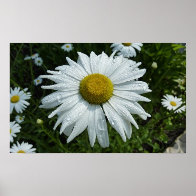 Raindrops on Daisy II Wildflower Floral Poster (Front)