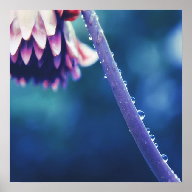 Raindrops on Flower Stem  Macro Abstract Poster (Front)
