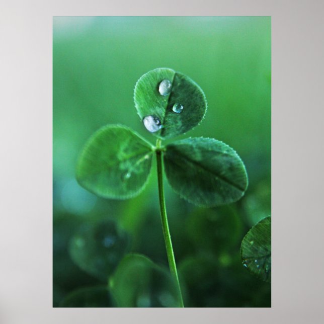 Raindrops on Green Clover Leaves Macro Poster (Front)