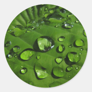Raindrops on Green Leaf Stickers