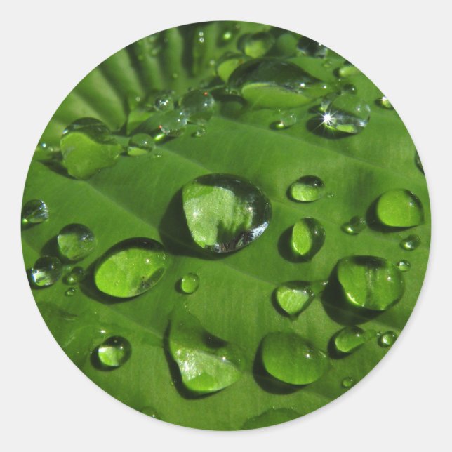 Raindrops on Green Leaf Stickers (Front)