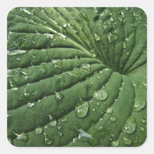 Raindrops on Hosta Leaf Stickers