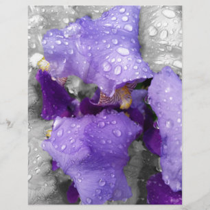 raindrops on iris