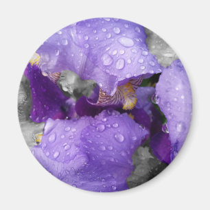 raindrops on iris magnet