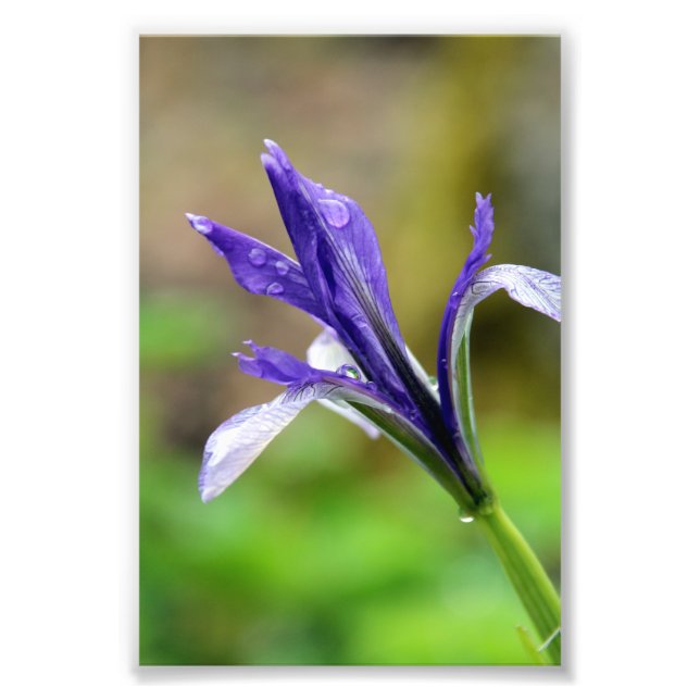 Raindrops on Iris Photo Print (Front)