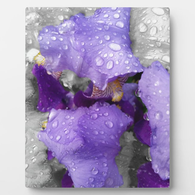 raindrops on iris plaque (Front)