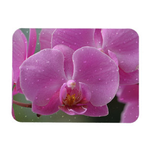 Raindrops On Orchids Magnet