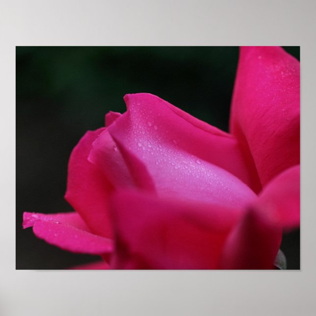 Raindrops On Red Rosebud  Poster (Front)