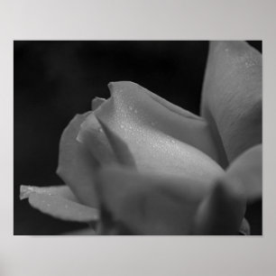 Raindrops On Rosebud Black And White Poster