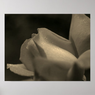 Raindrops On Rosebud In Sepia Tint Poster