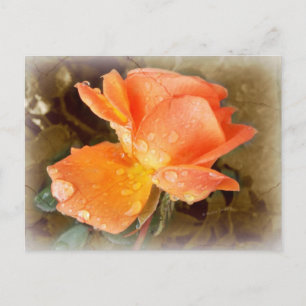 Raindrops on Roses..... Postcard