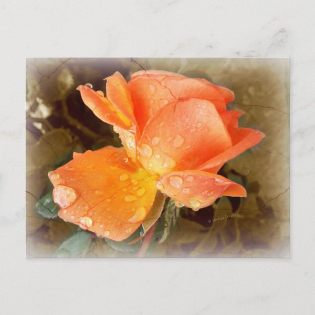 Raindrops on Roses..... Postcard (Front)